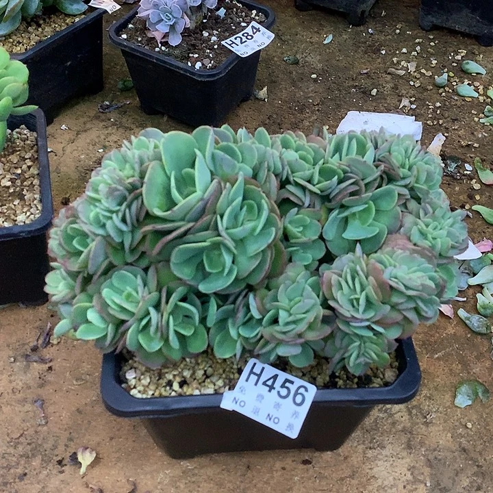 莫妮卡缀化 非偏远38包邮 节后发