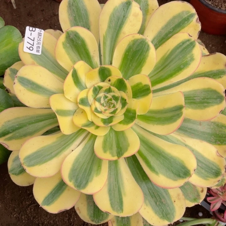 779王妃多肉112345678