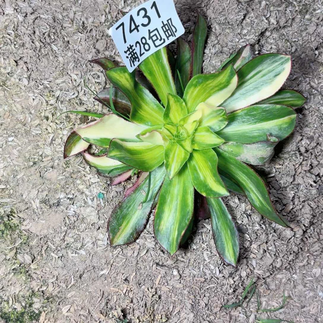 e**nF. 7431魅影斑点彩多肉