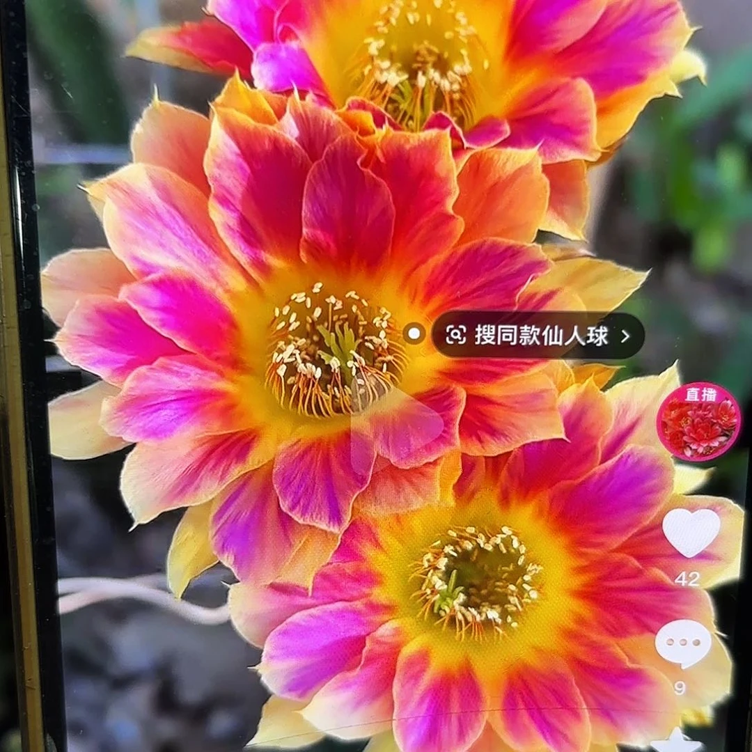 阳光明媚丽花侧牙20包邮仙人球39