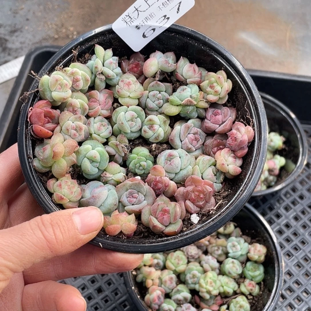 糕大上多肉植物637