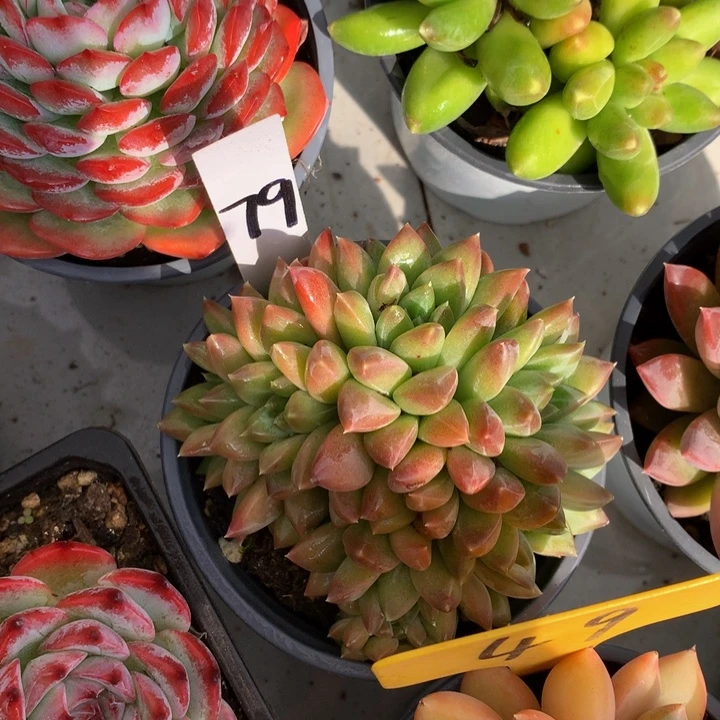 多替自己误726273737