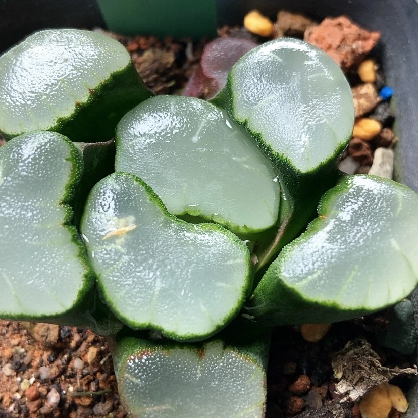 【闪购商品】多**肉紫镜17