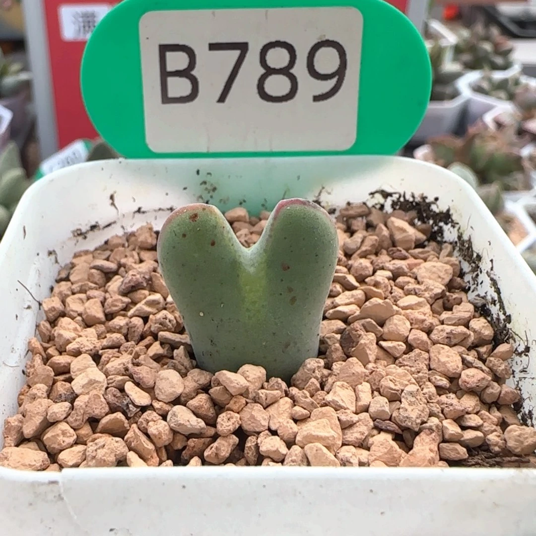 少将杂。  789。