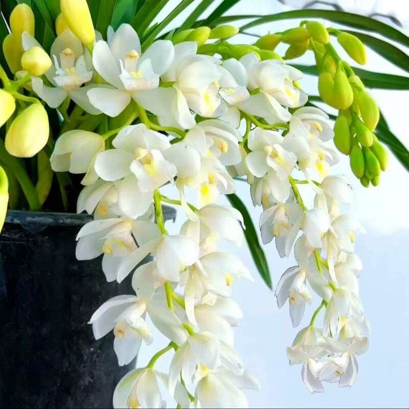 白玉香兰带花苞室内外高端精品兰花香味浓花期长好养易活四季开花