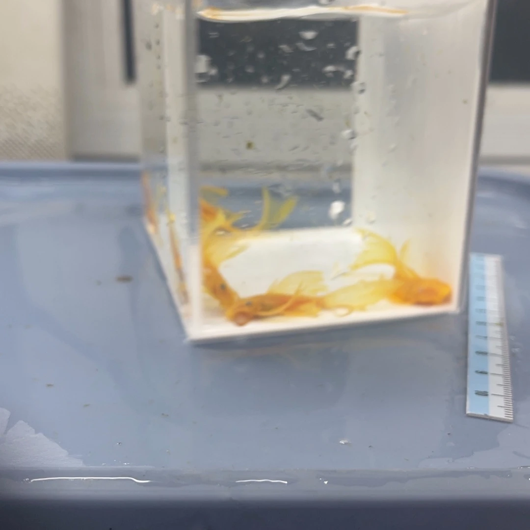 孔雀鱼中号帆5条开箱视频报损