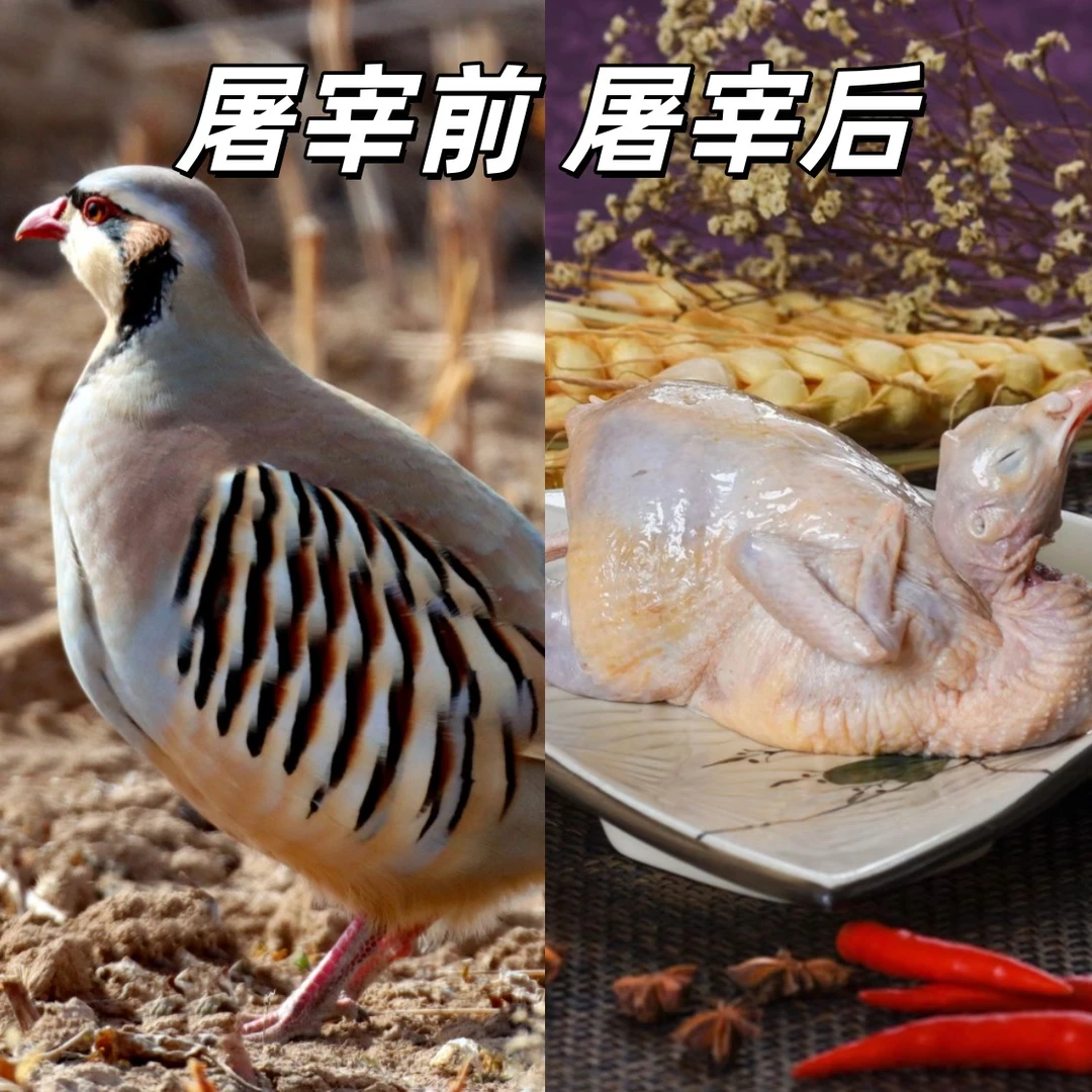 (小杨)五只农家散养咕咕鸡呱呱鸡小飞龙整鸡包邮