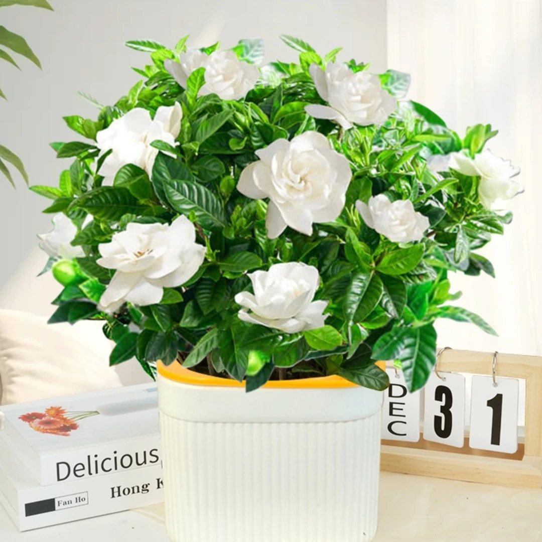 【带花苞发货】栀子花盆栽送菱形盆绿植四季好养客厅阳台花卉吸甲醛