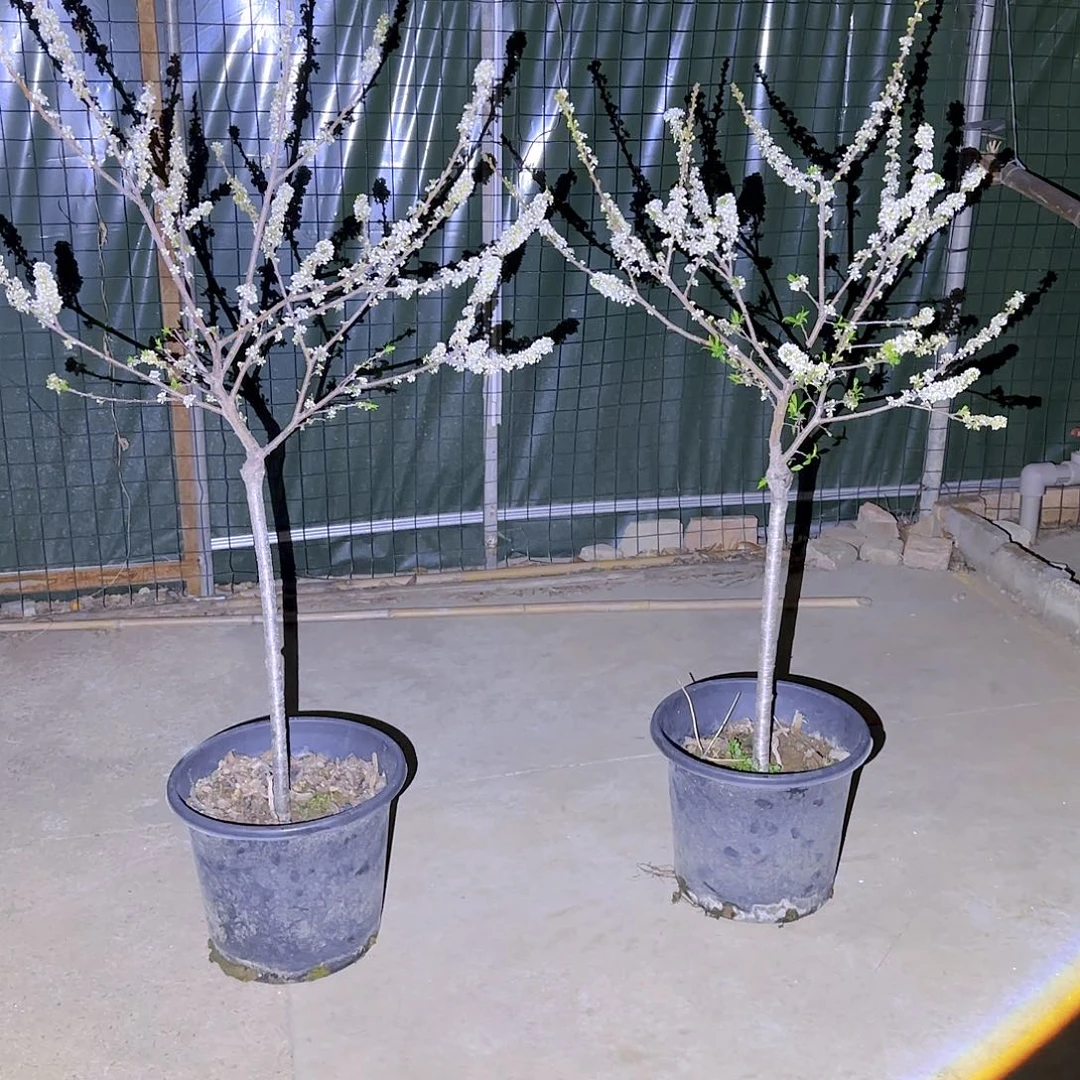 小*果树1111111111