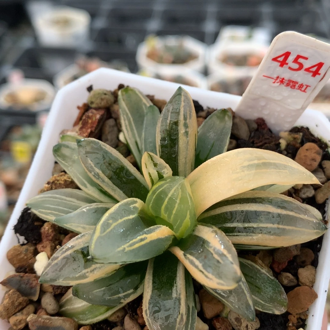 以实际为准454西瓜变异