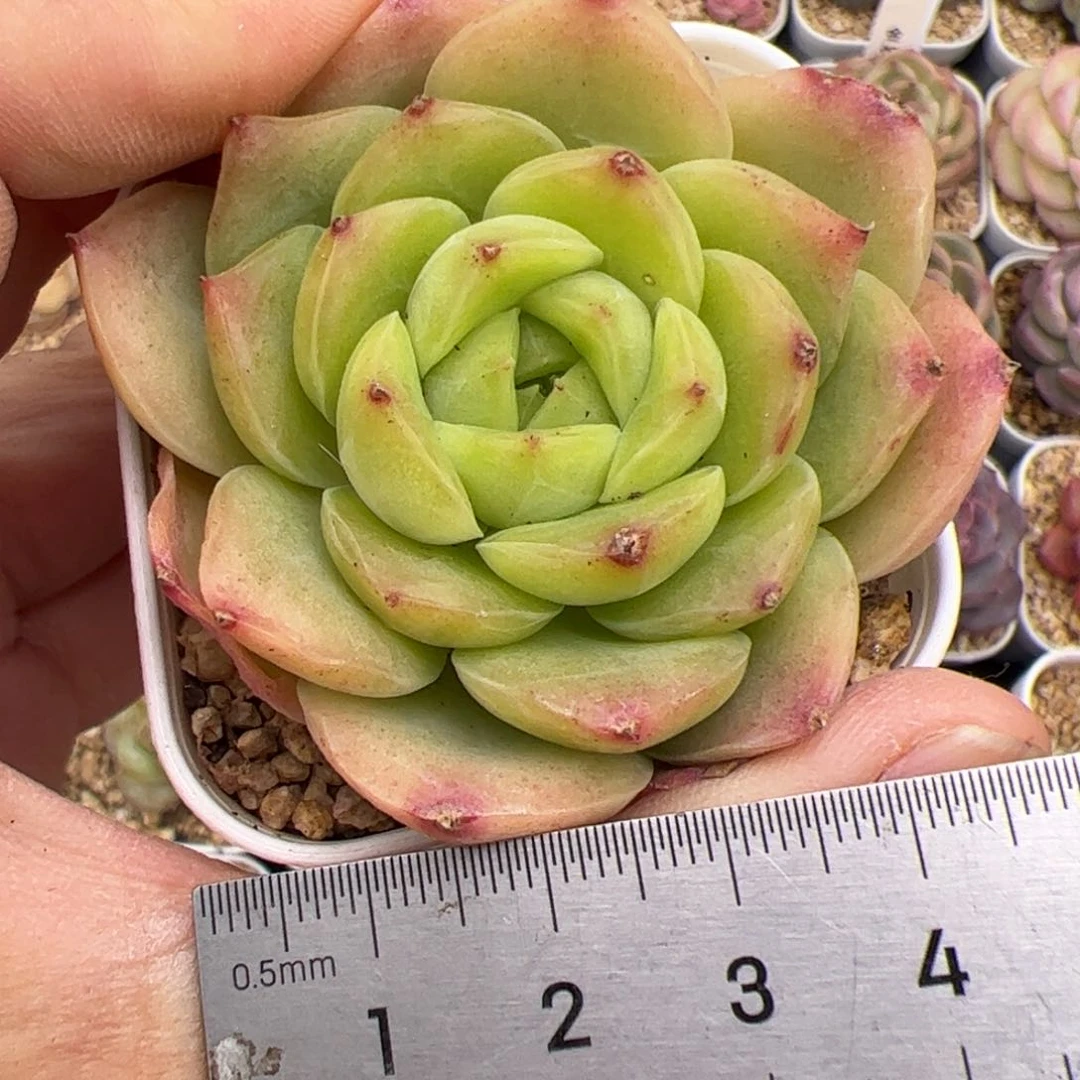 772 多肉植物组合盆栽