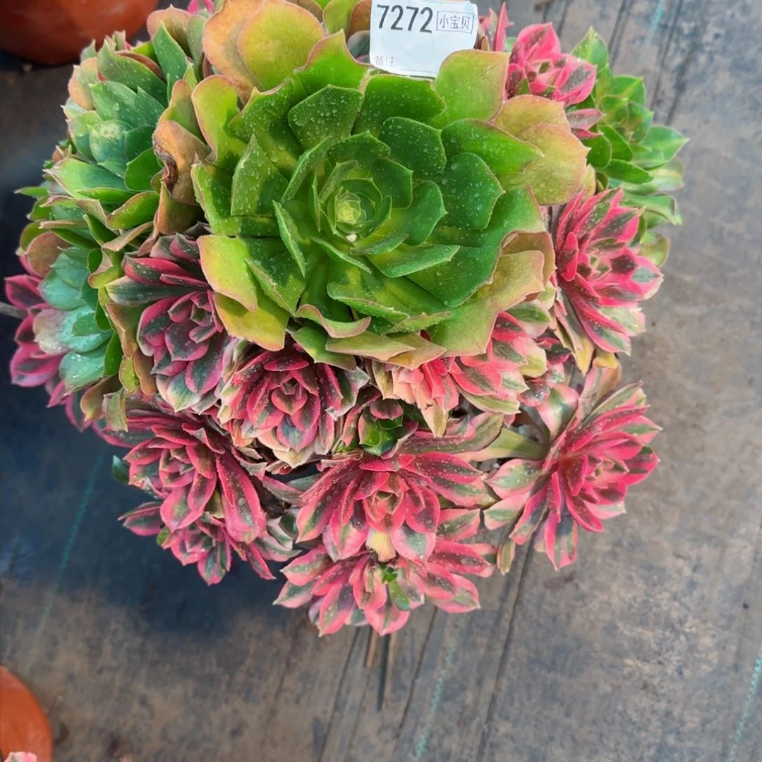 记*7272多肉女妖多肉多肉