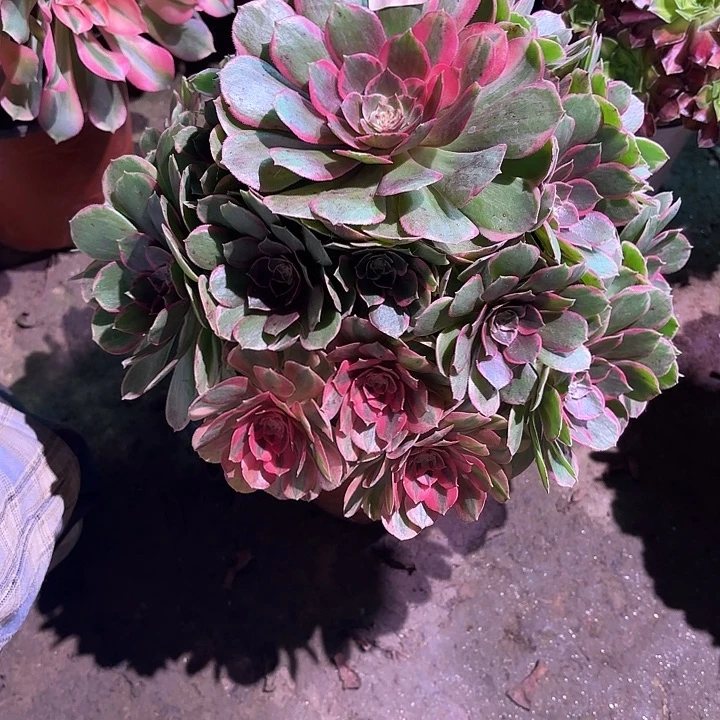 多肉植物粉花妖00848