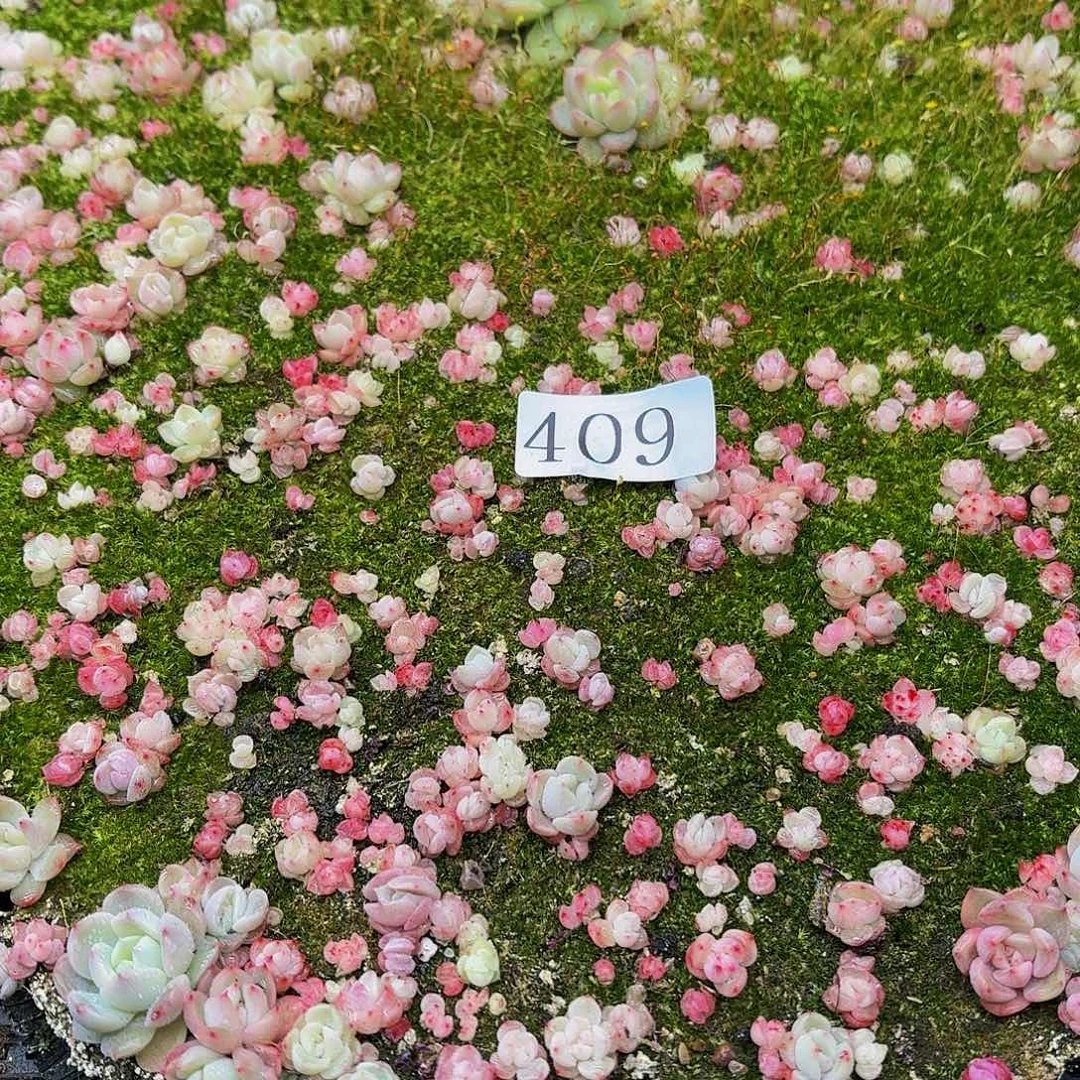 @*左多肉植物多肉植物409