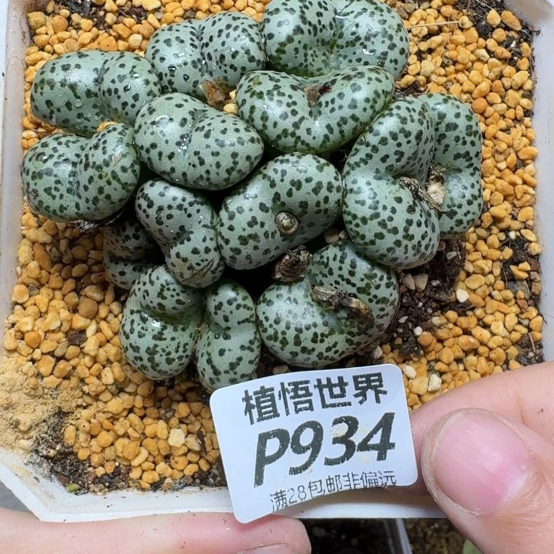 多肉植物的人生规划和您