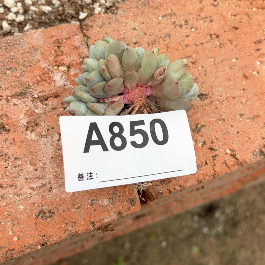 850多肉多肉多肉反弹