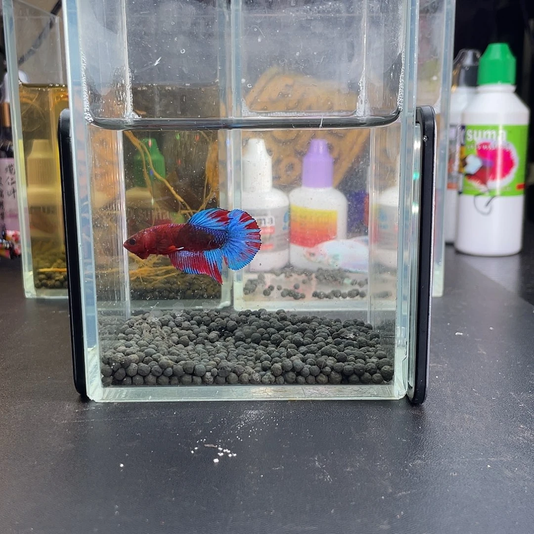 斗鱼27号1117早红肉