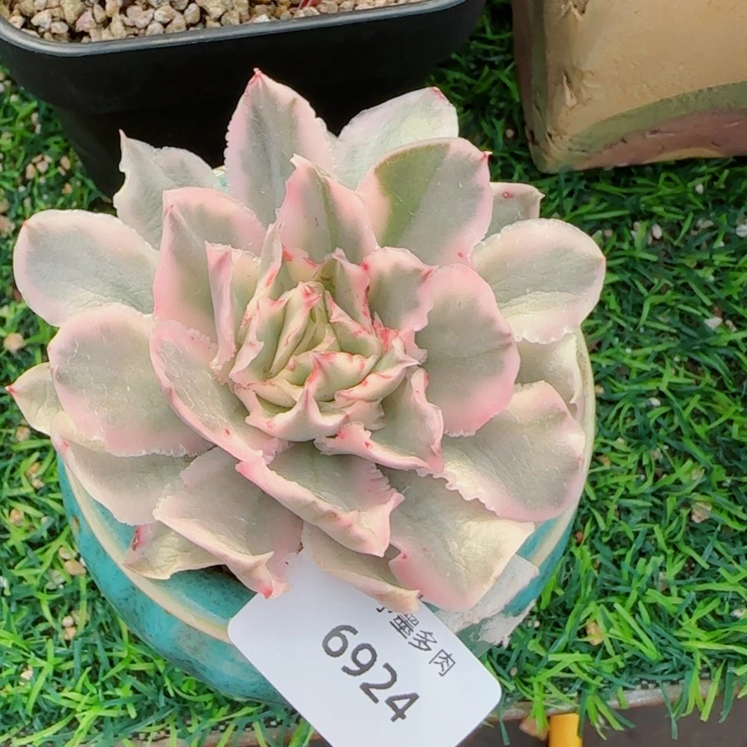 紫蝴蝶锦，6924多肉植物