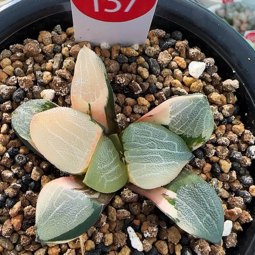 137号丸叶克锦一物一拍带盆土