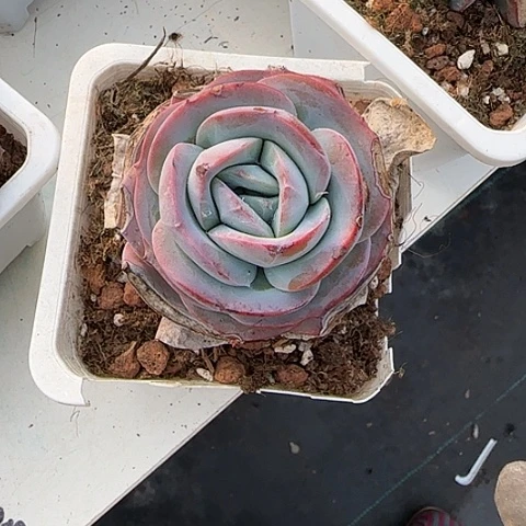 我也想要这样一只111