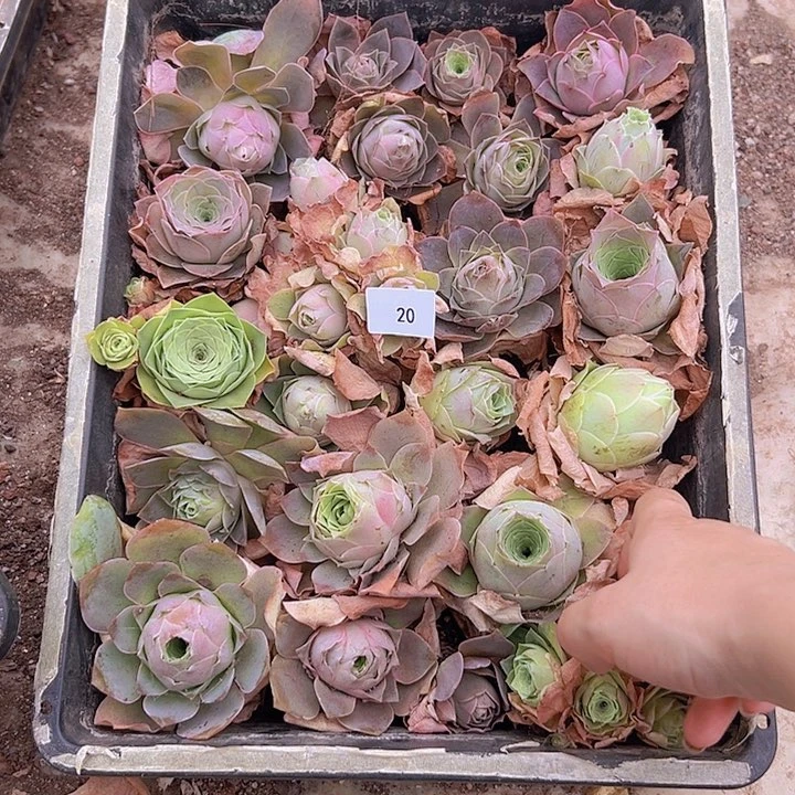 山地玫瑰多肉植物山地20