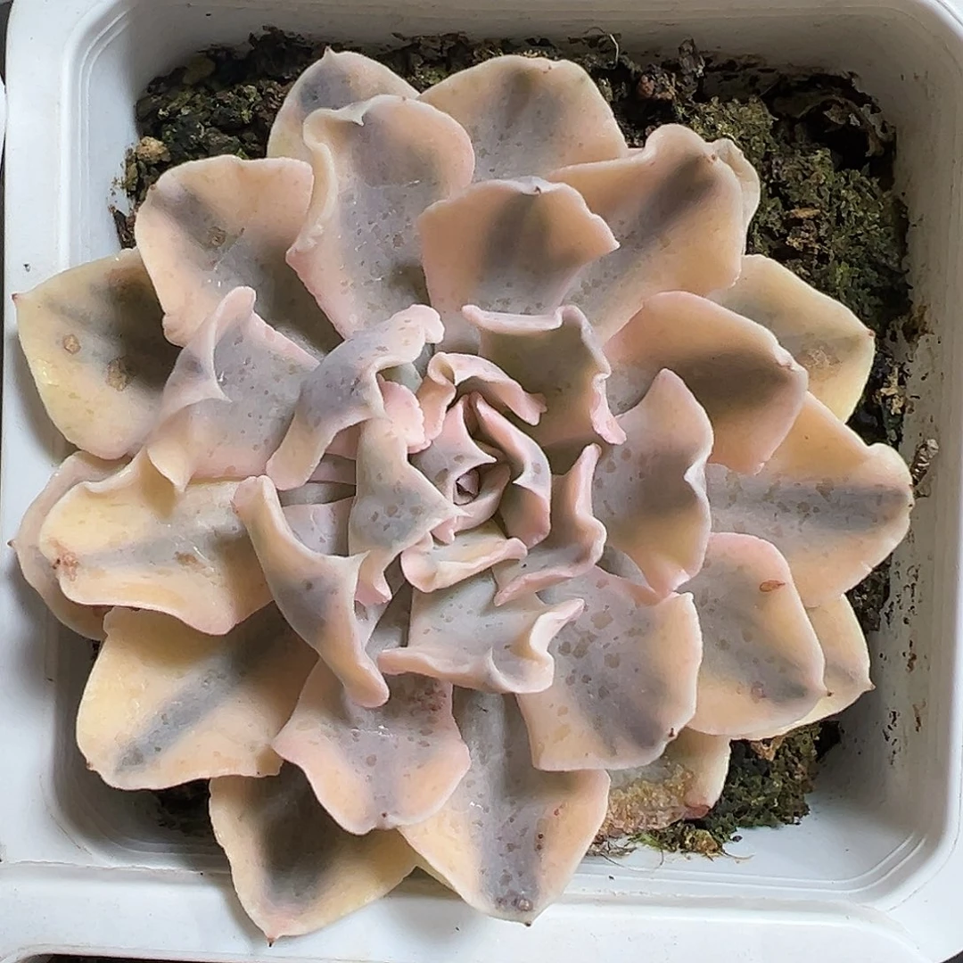 满38包邮利比里亚锦