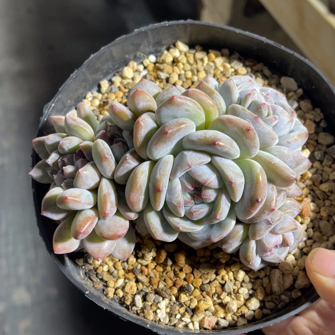 星影朵朵缀 一物一拍不支持退换