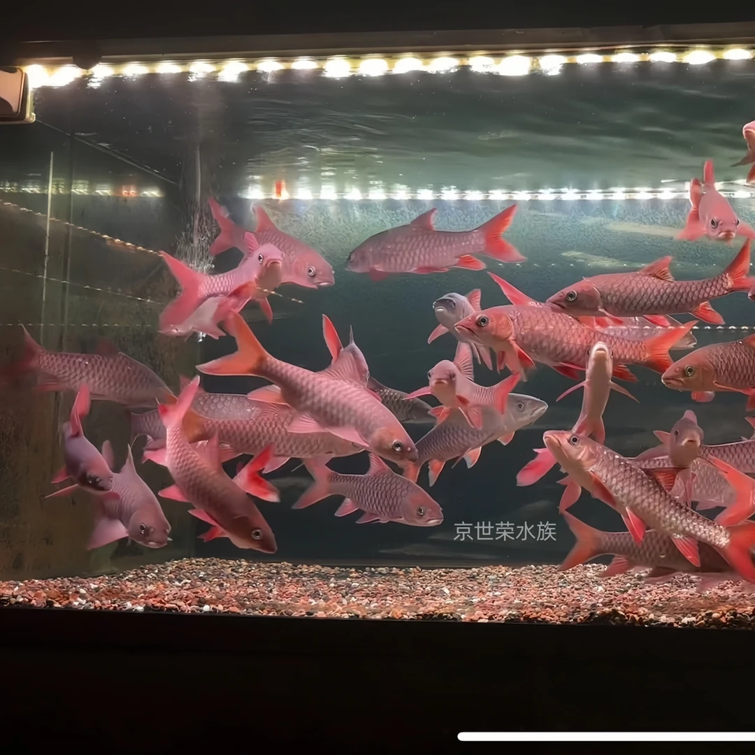 【直播间定向】原生淡水吉罗鱼观赏鱼活体1-40厘米