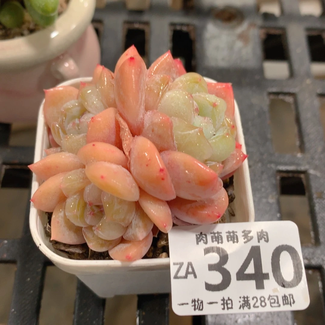 肉萌萌拇指盆精控多肉ZA340