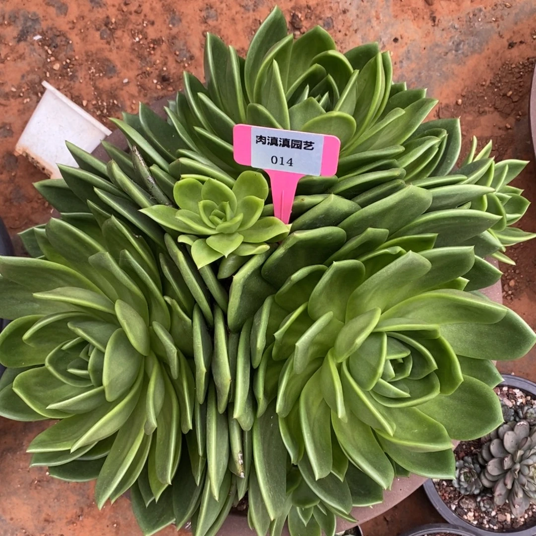 x014-多肉植物 翠花