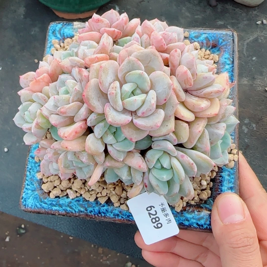 千山雪，6289多肉植物