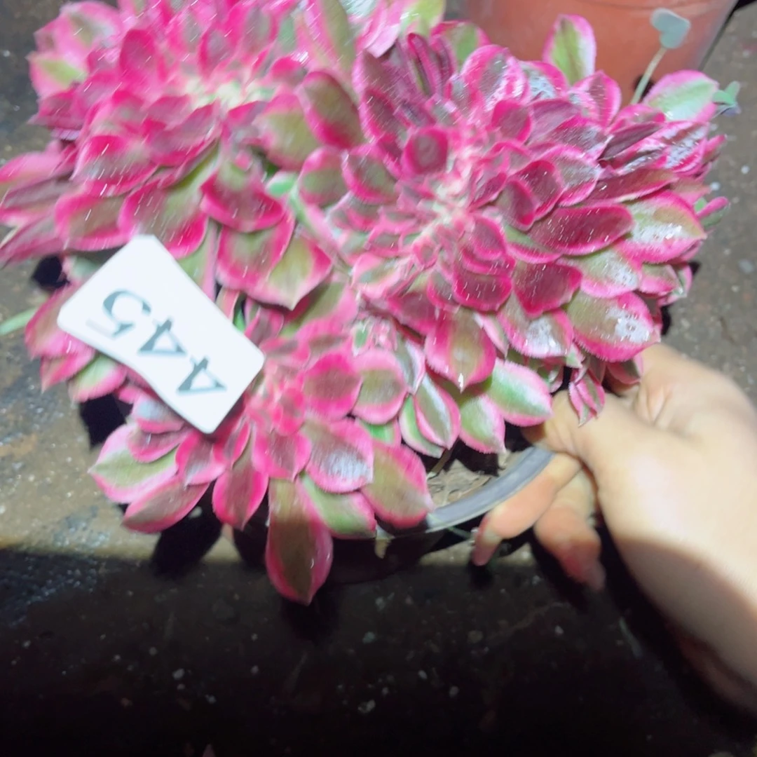 多肉植物445独立