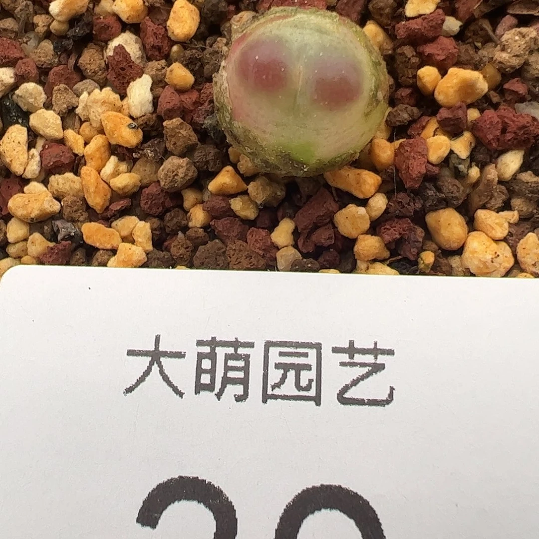 一物一拍脱土发。   30