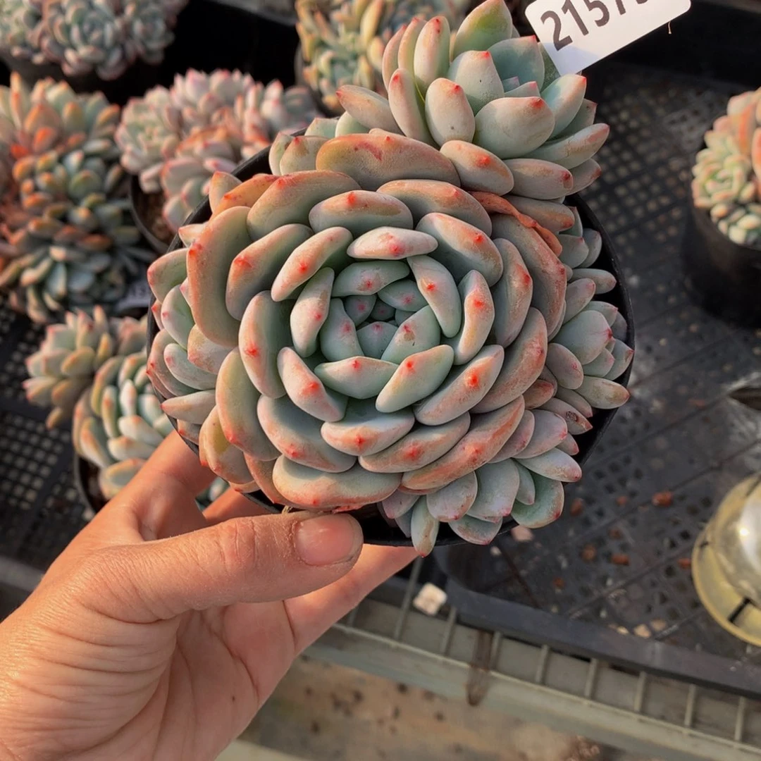 21575多头一个嗯嗯嗯