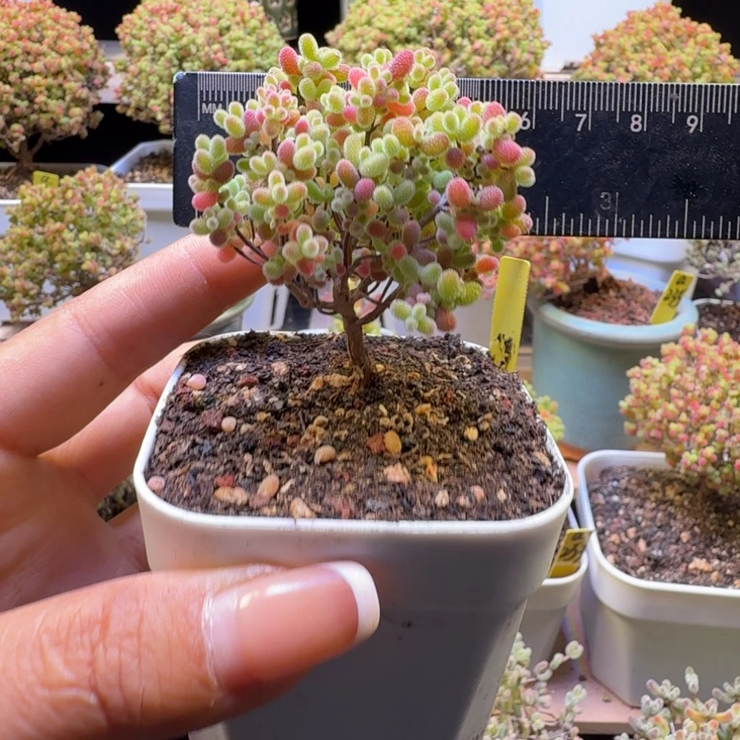 a158号橘子糖冠服5.5厘米左右