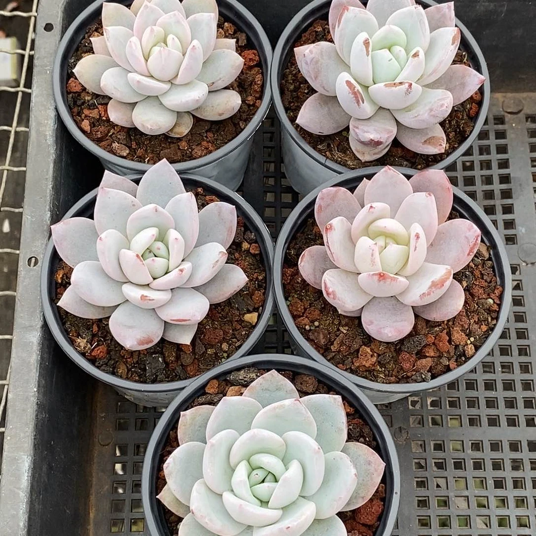 嫦娥单头，多肉植物