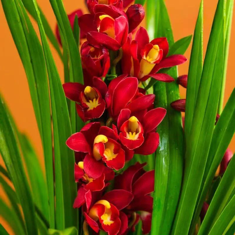 大红袍大花蕙兰8花剑年宵花易养护长花期室内高端