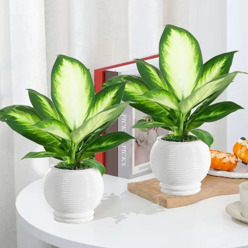 【拍一发二】玛丽安盆栽室内绿植四季常青净化空气好养活办公室桌面