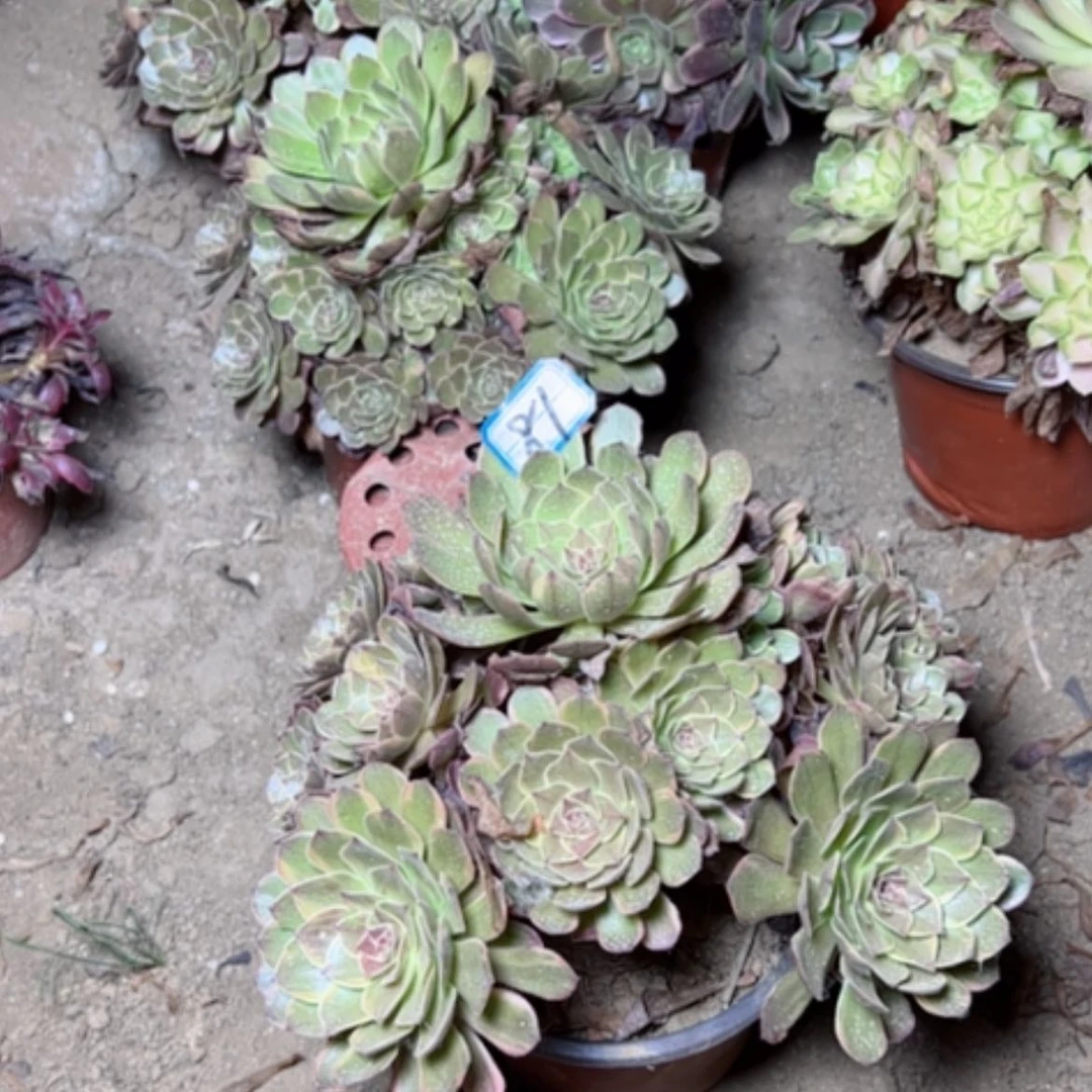 【闪购商品】索***3多肉植物半夏81
