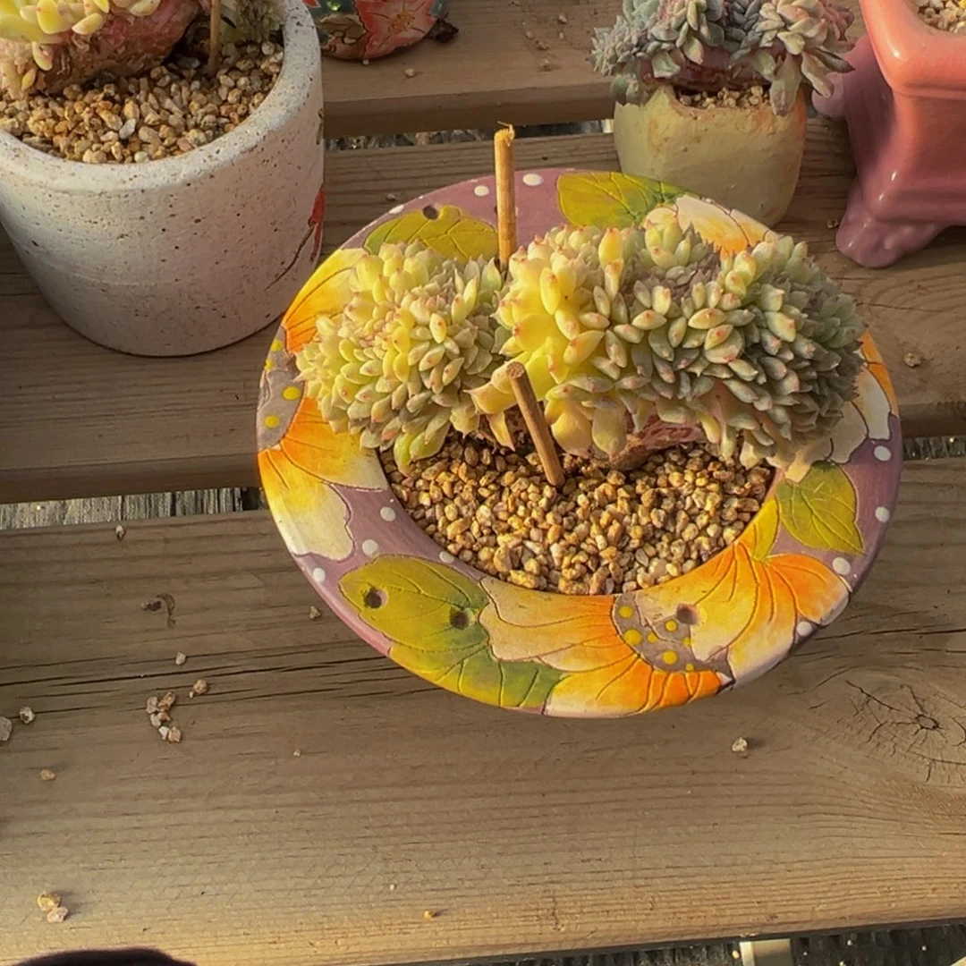 r***g枫叶冰魄缀微瑕天天开心