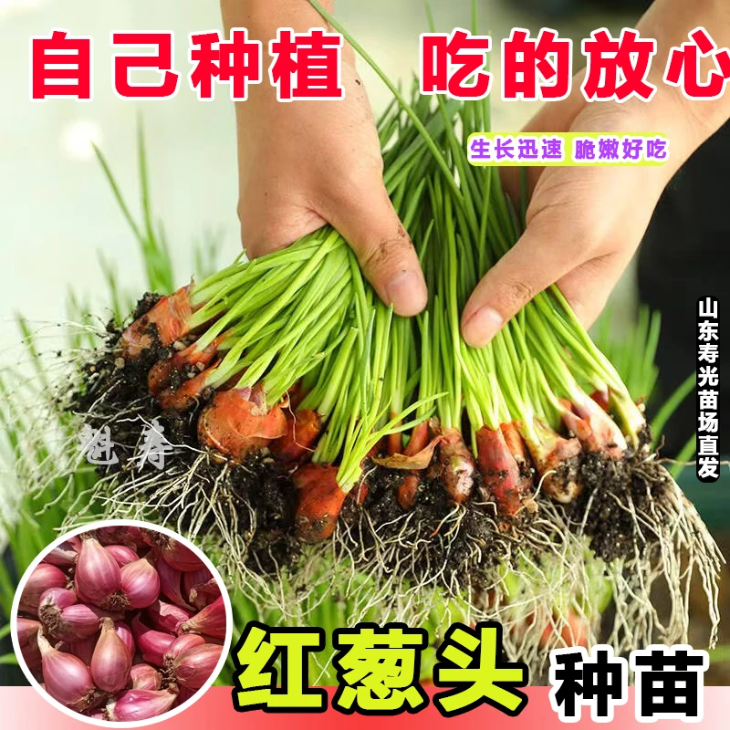 葱头葱苗阳台火葱四季火葱红头盆栽盆栽小葱黄红葱头葱苗孑小香葱