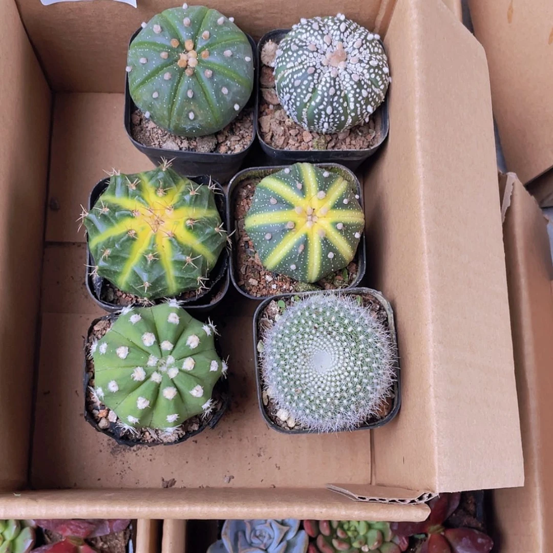 【闪购商品】6颗-4号约4厘米