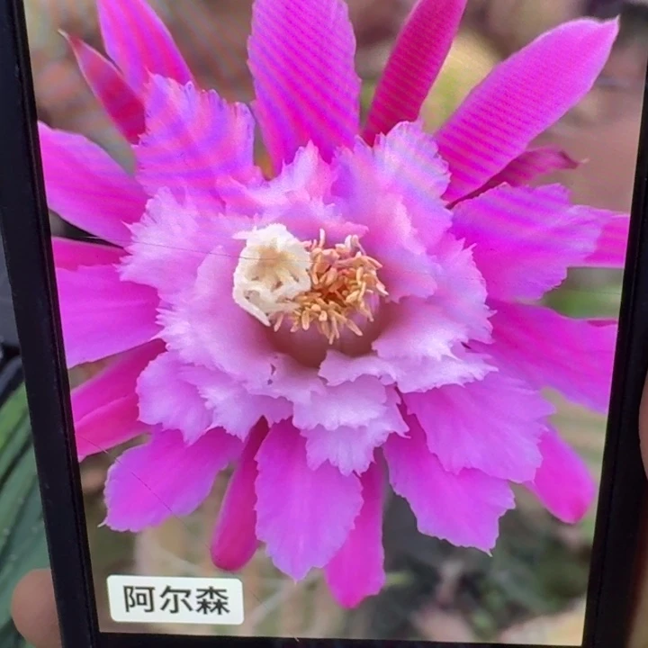 18金妞阿尔森歪6公分左右无根侧牙，20包邮
