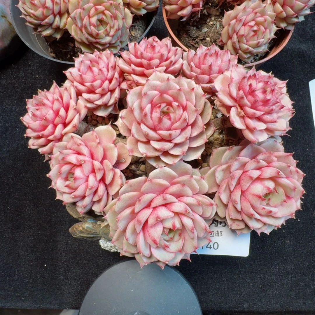 到*多肉植物  140  笨吧蒂斯