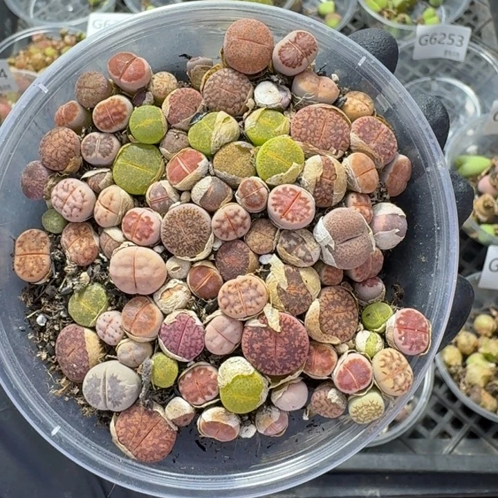 6263 生石花 肉锥