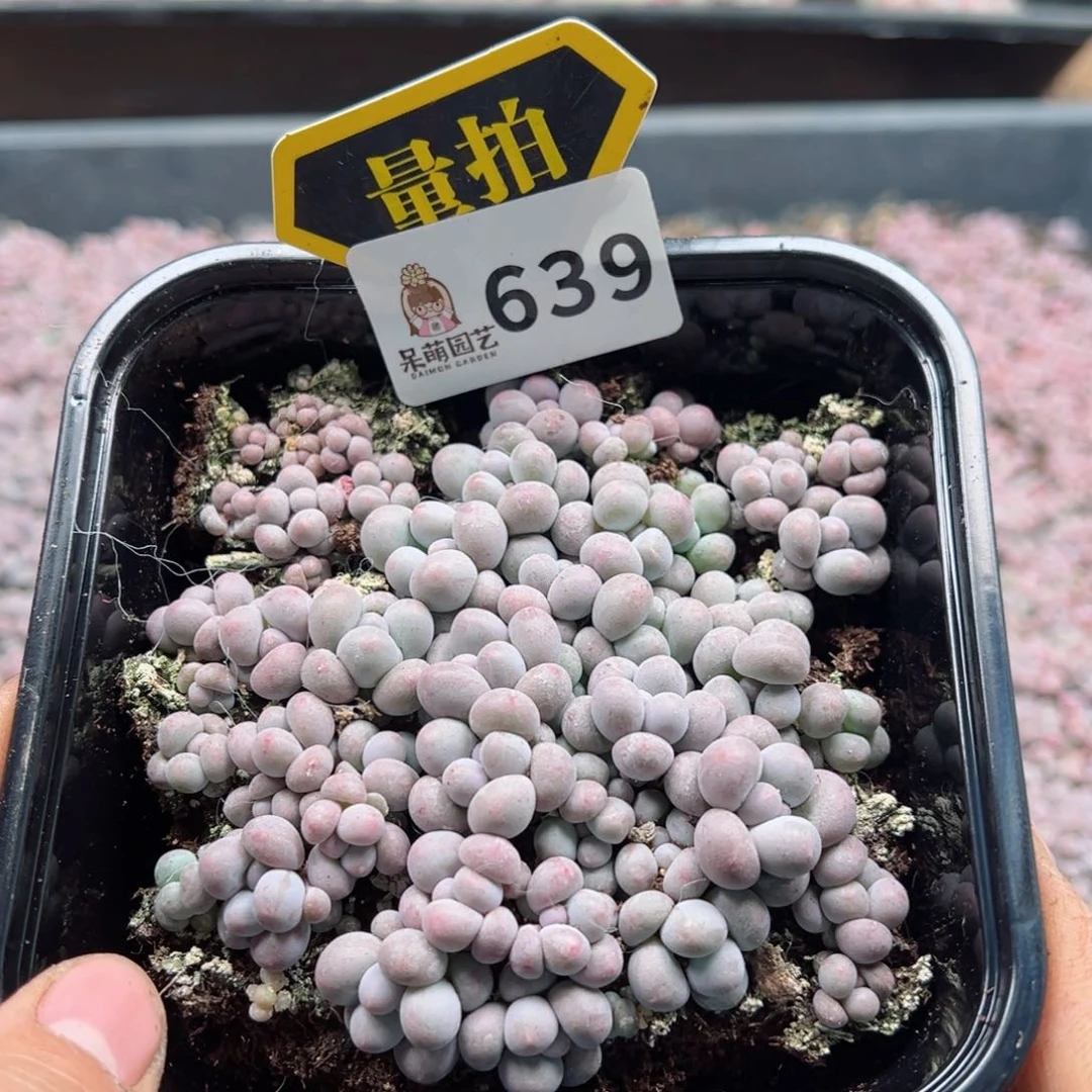 多肉植物多肉植物