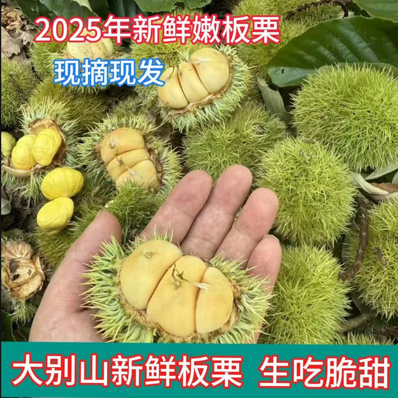 【顺丰包邮】2025年新鲜板栗大别山高山嫩板栗刺球信阳白壳毛栗子