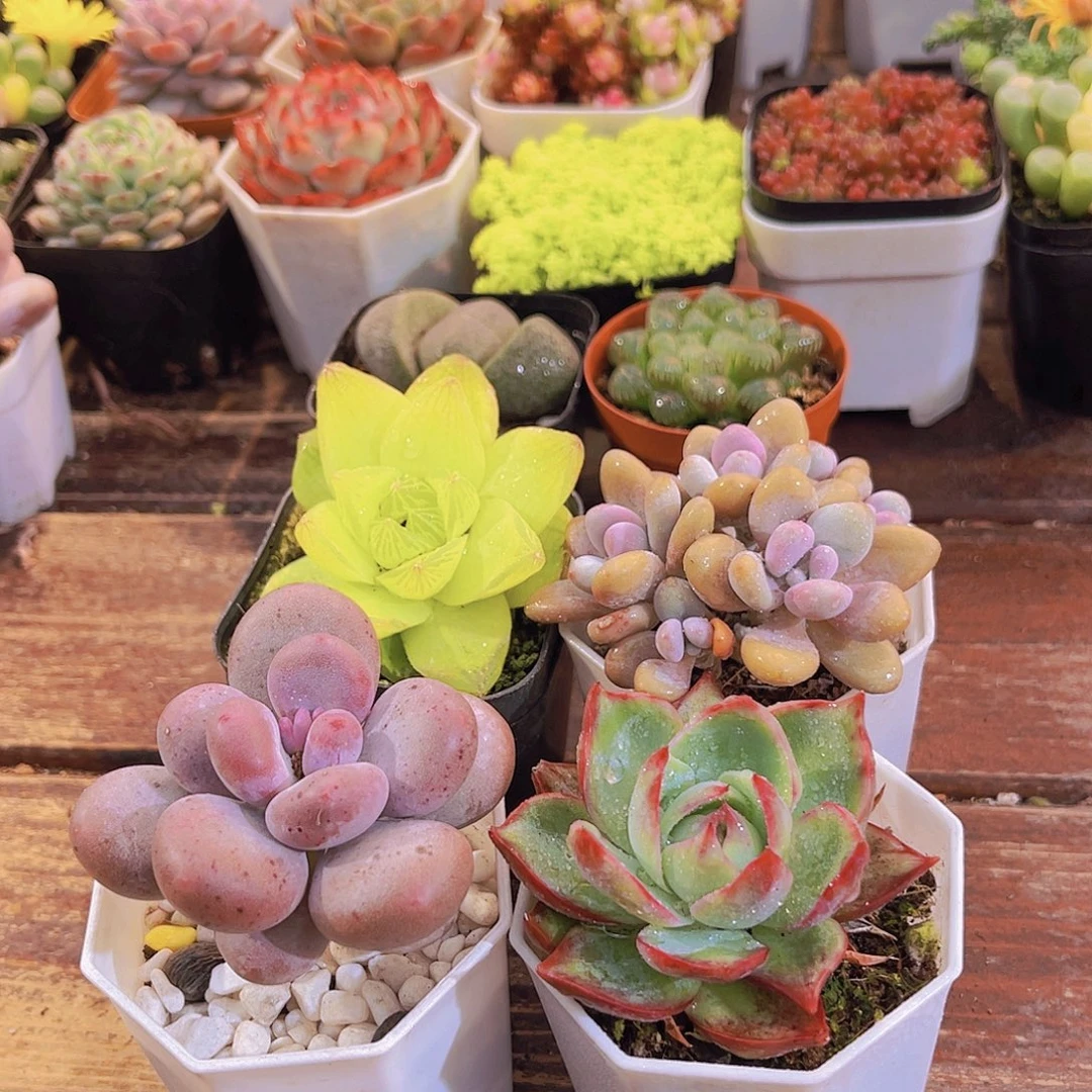 惊鸿仙子➕桃蛋➕胖美人➕黄金雨露