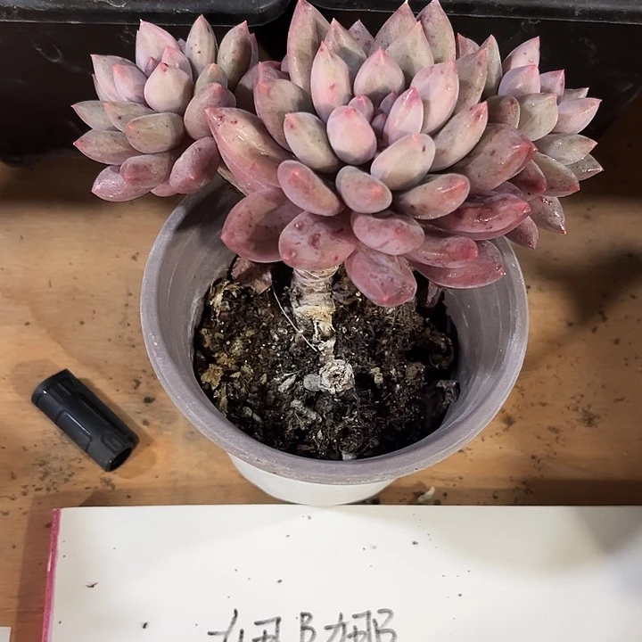 娜***娜红蜻蜓群多肉给娜娜