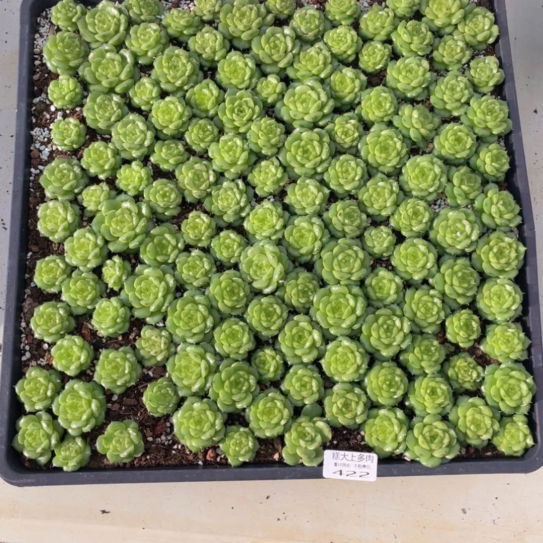 糕大上多肉植物422